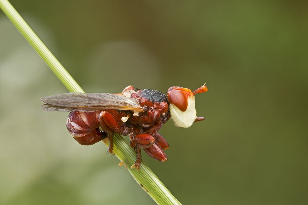 Myopa dorsalis (Conopidae)